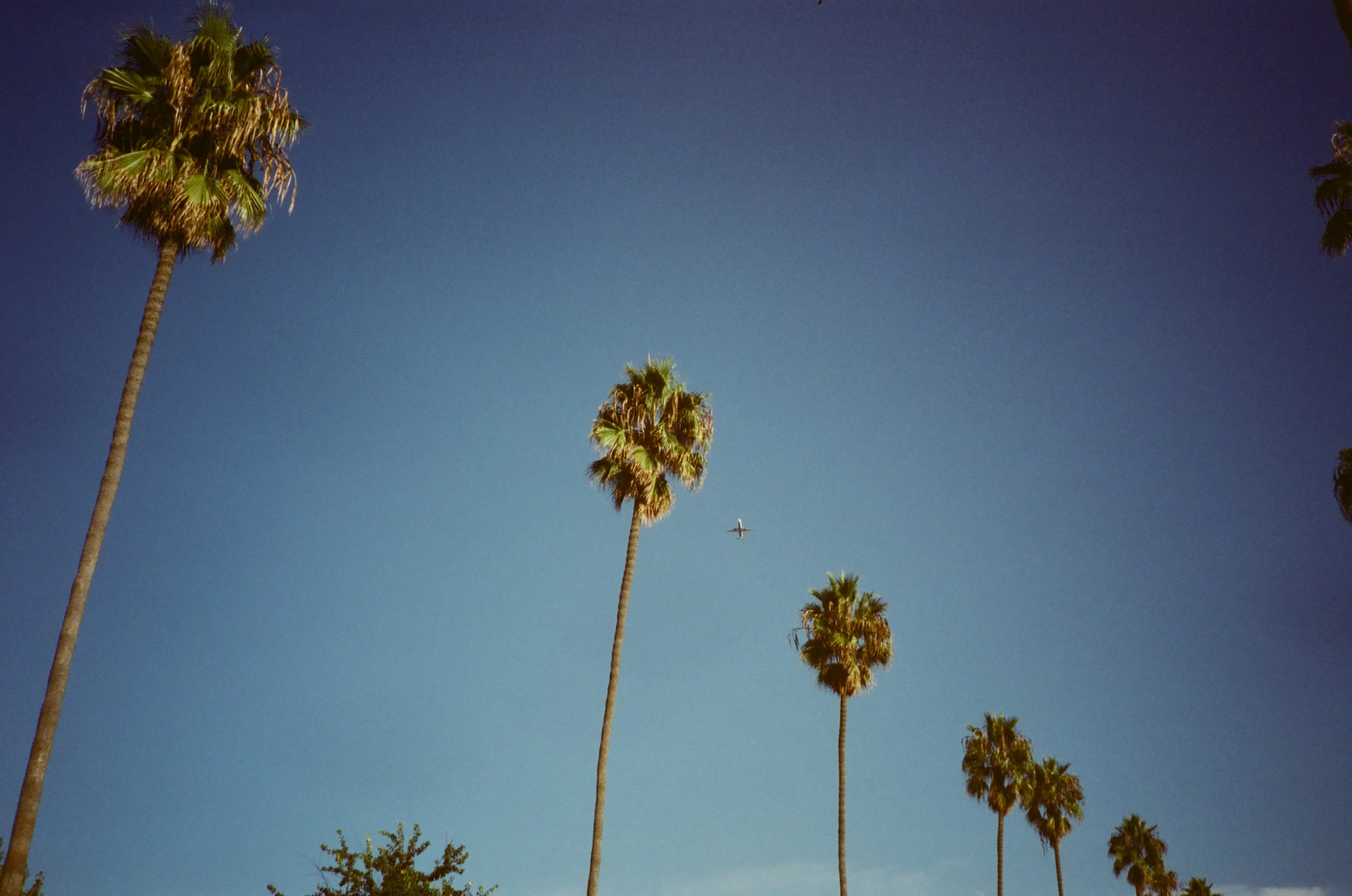 Plain Trees