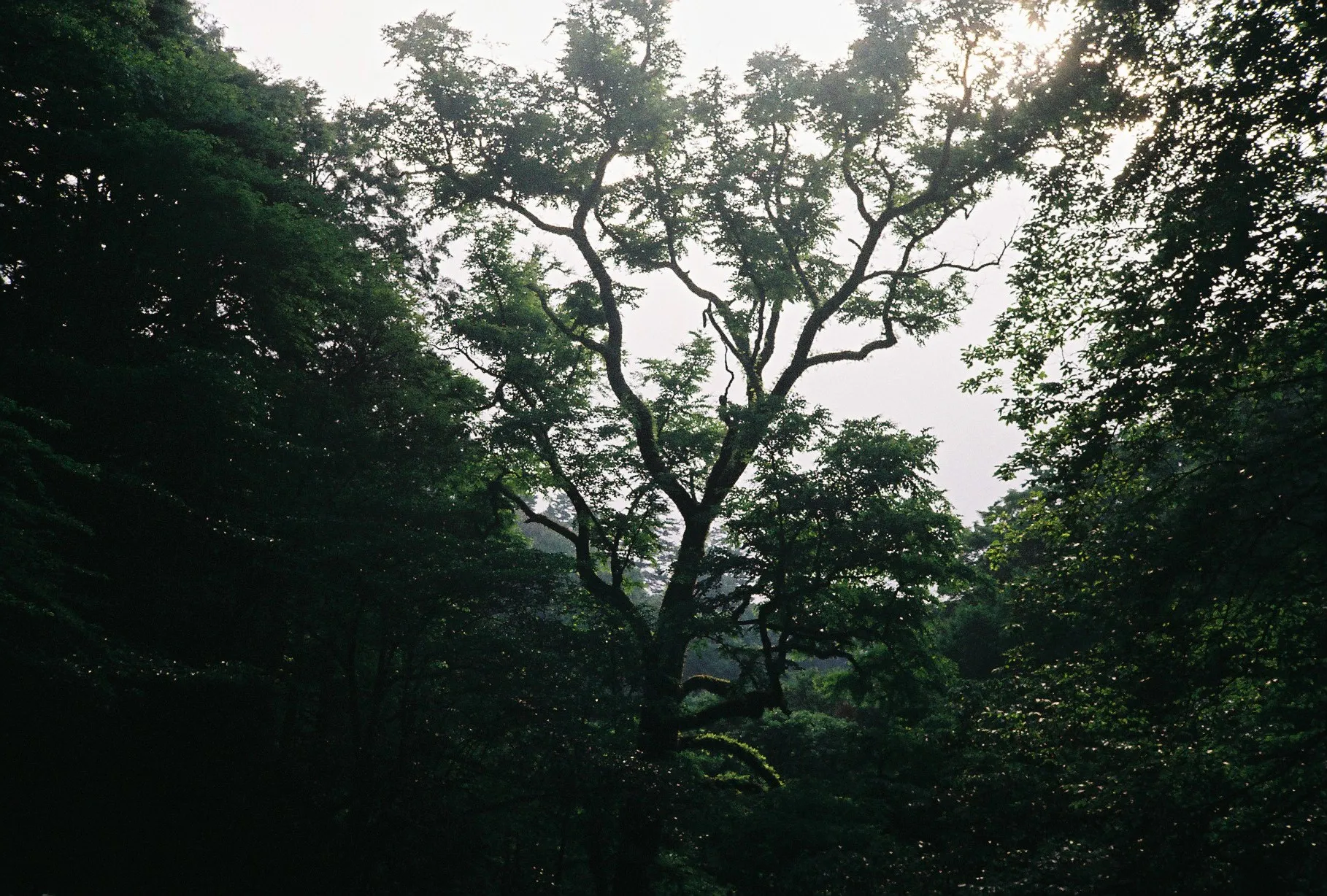 Tree in the forest