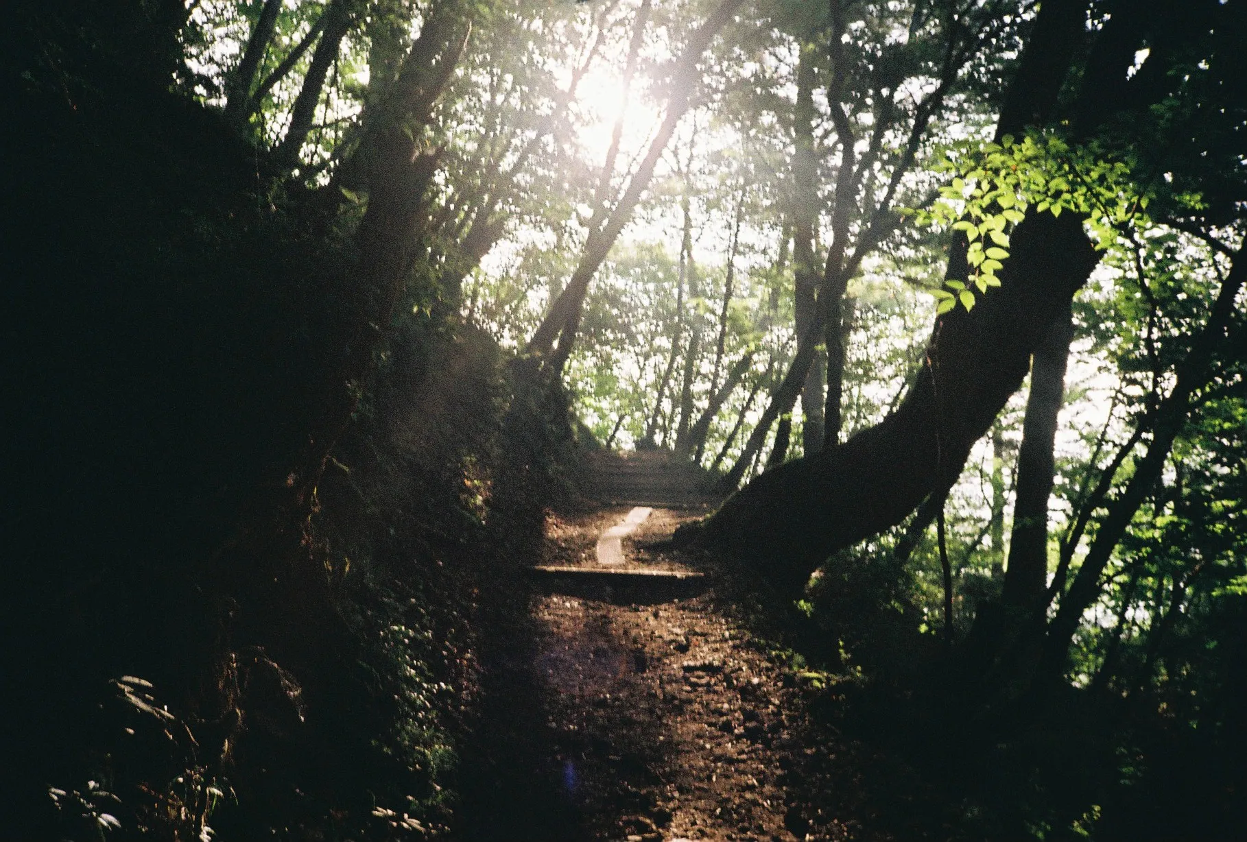 Ray in the forest